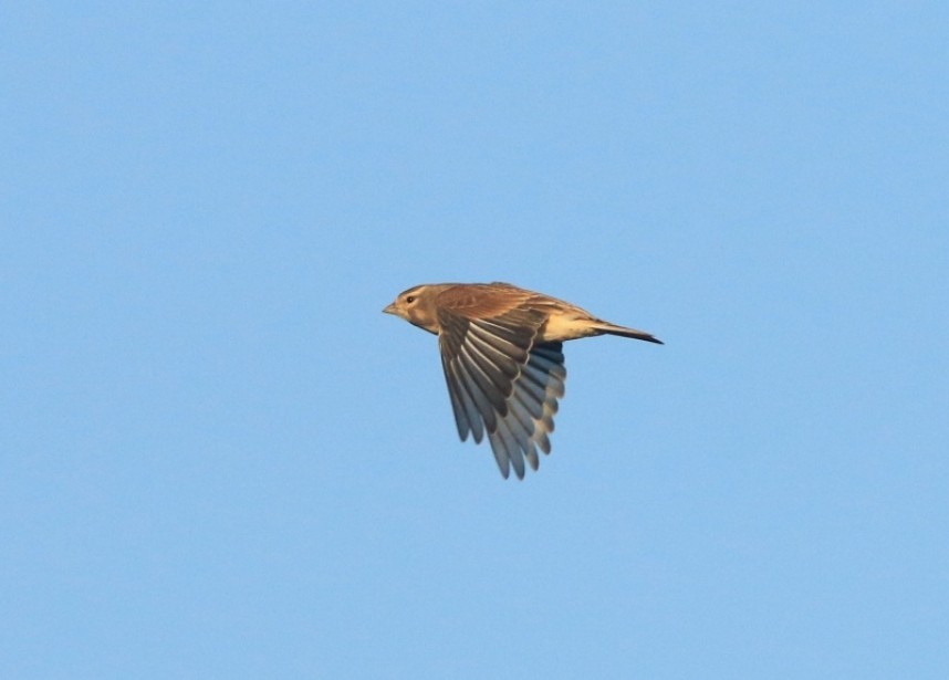  Linnets are one of the commonest finches in local vismig counts © Mark Pearson