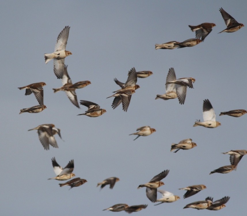 Snow Buntings – late autumn vismig gold! © Mark Pearson