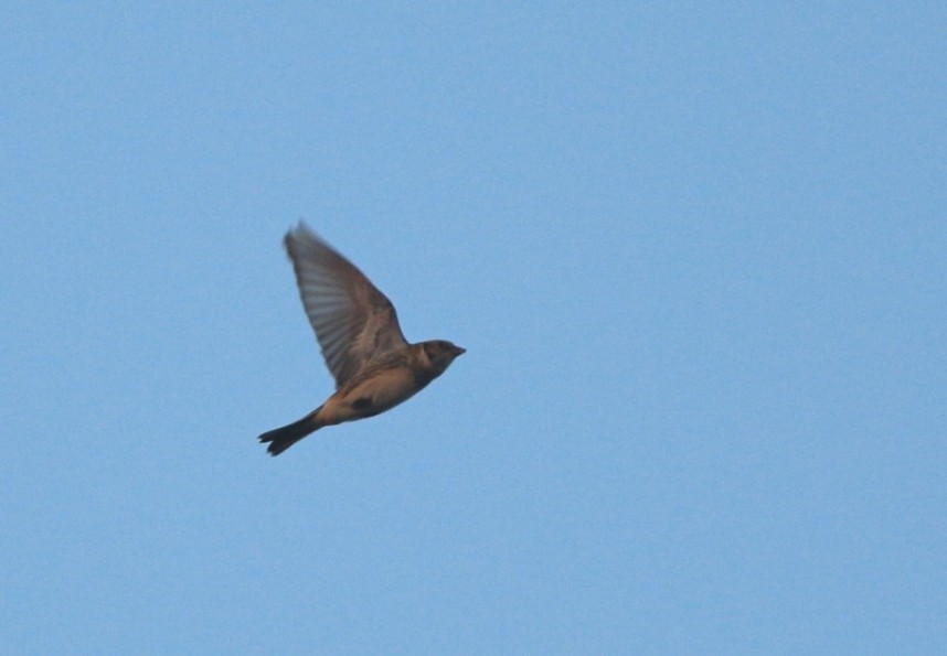 A high-flying Lapland Bunting can be tricky without calling.... © Mark Pearson