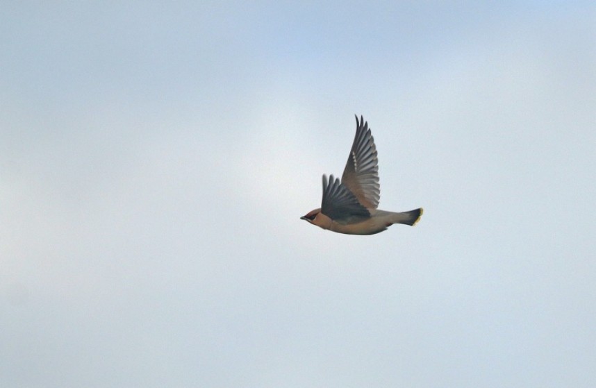  The occasional Waxwing is a real treat during autumn vismig sessions © Mark Pearson