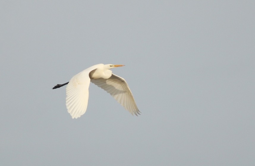 Great Egret – once a mega rarity, now annual in small numbers © Mark Pearson
