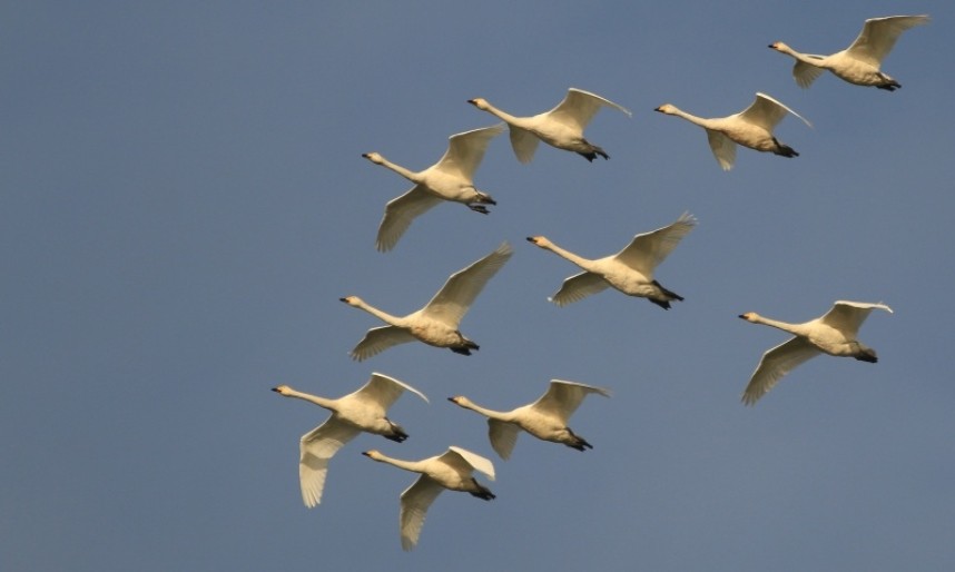 Whooper Swans are one of the star species of autumn vismig here © Mark Pearson