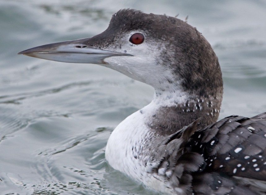Great Northern Diver Scarborough © Steve Race