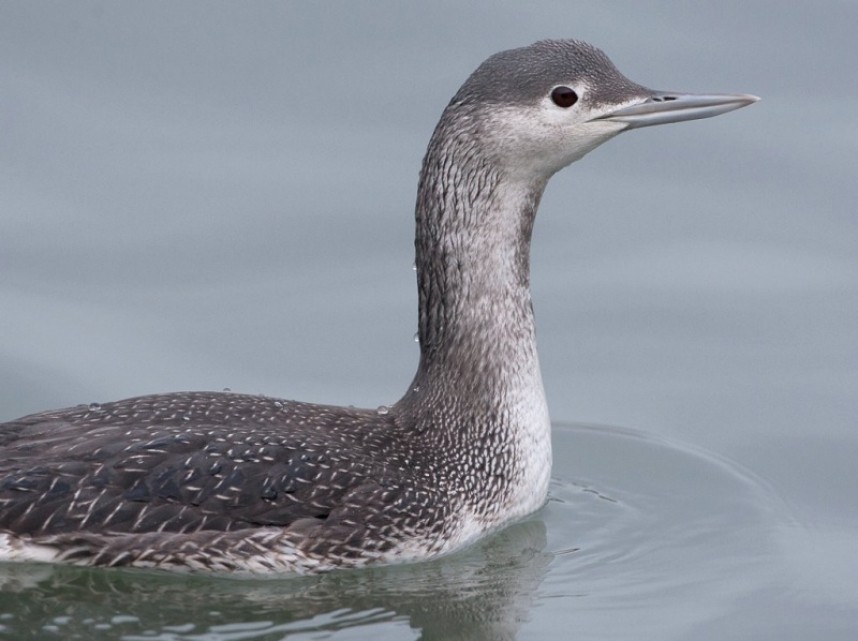 Red-throated Diver Scarborough © Steve Race