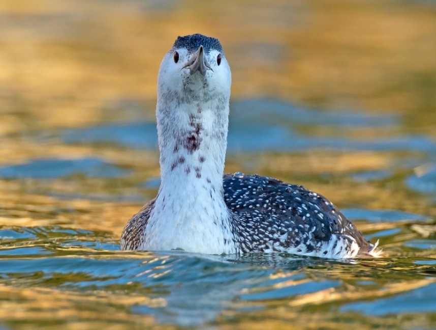 Red-throated Diver Scarborough © Steve Race