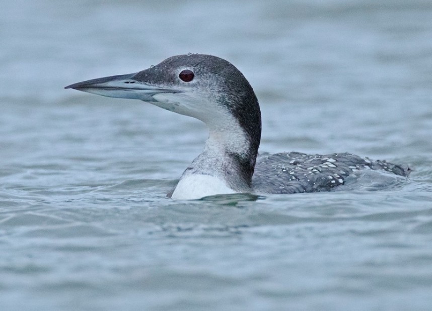 Great Northern Diver Scarborough © Steve Race