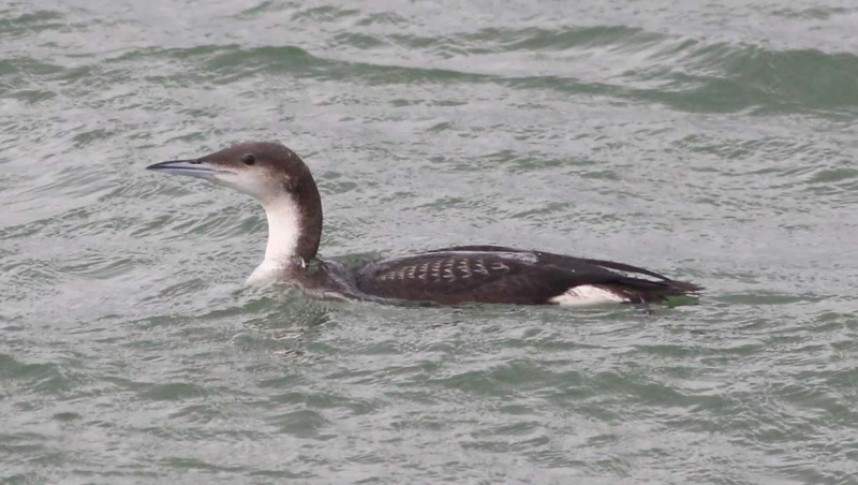 Black-throated Diver Filey Bay © Mark Pearson