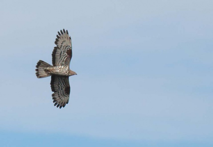  Honey Buzzard North Yorkshire © Richard Baines