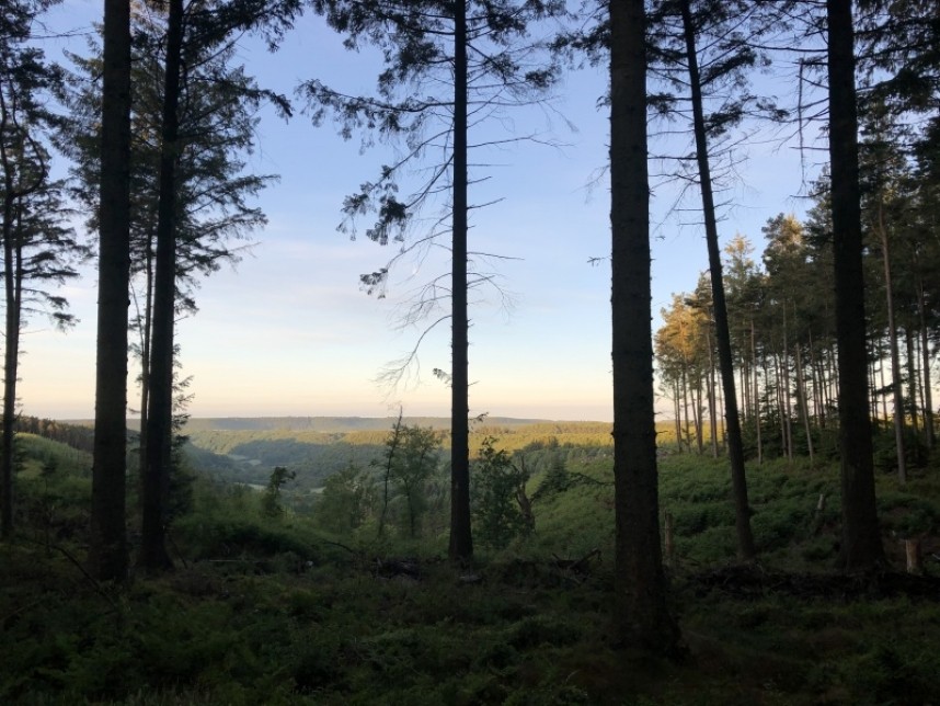  North Yorkshire Forest at dawn © Richard Baines