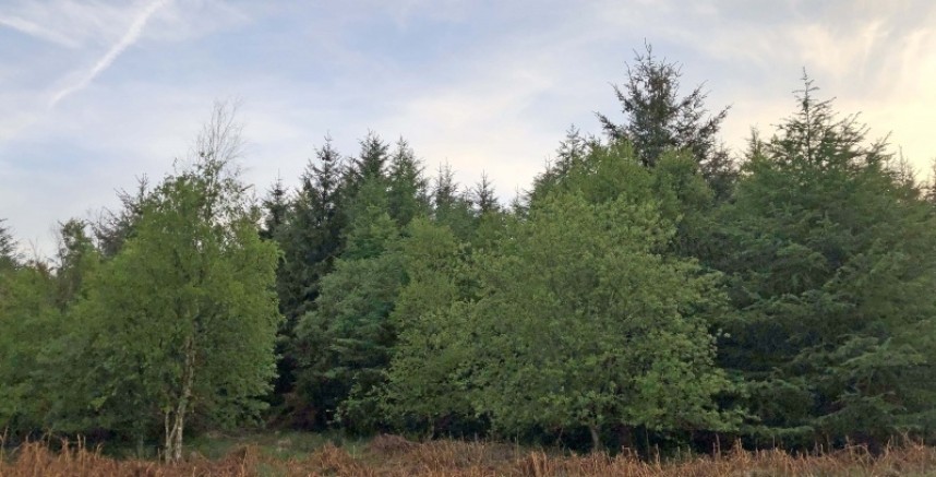 Turtle Dove forest habitat North Yorkshire © Richard Baines