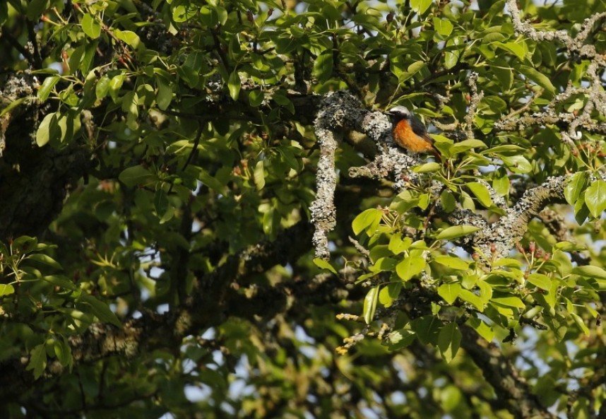 Common Redstart © Richard Baines