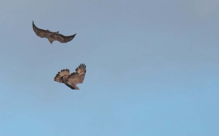 Common Buzzard and Honey Buzzard fight August 2020 © Richard Baines