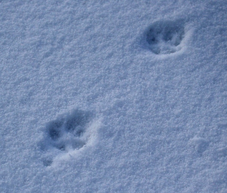 Red Fox footprints © Dan Lombard