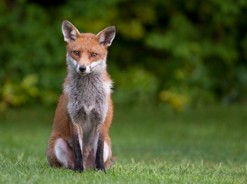 Red Fox © Steve Race