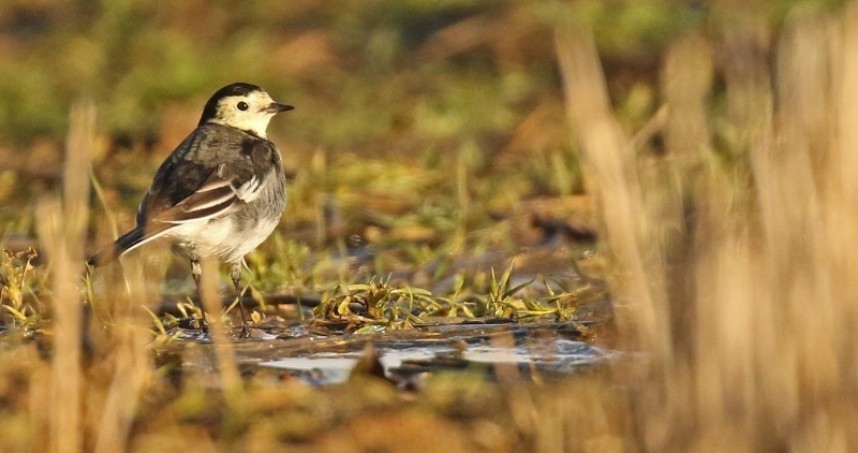  Pied Wagtail drinking from puddles in the track © Richard Baines