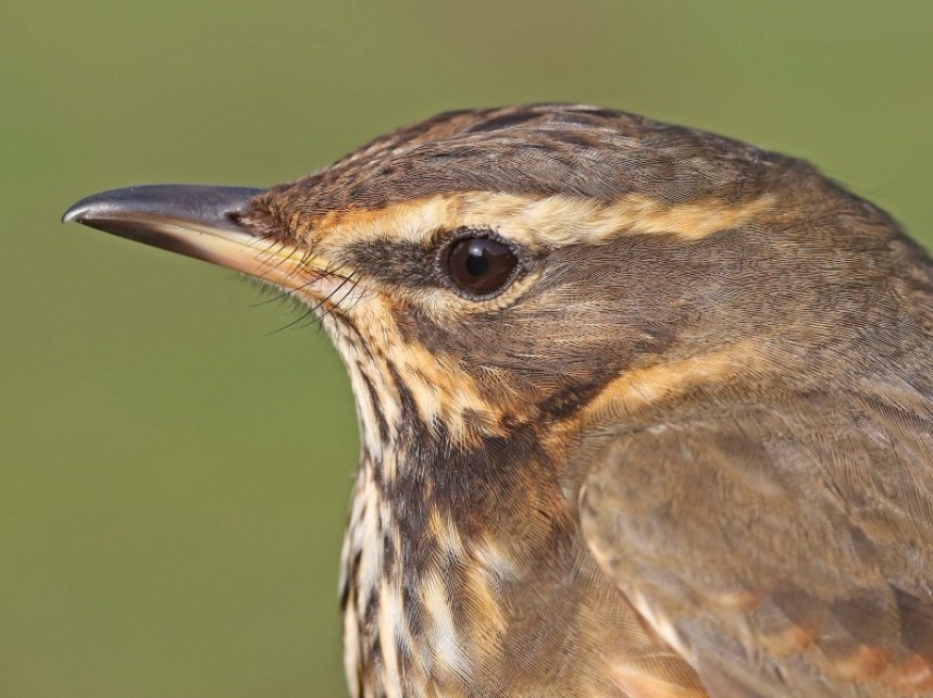 Redwing © Dan Lombard