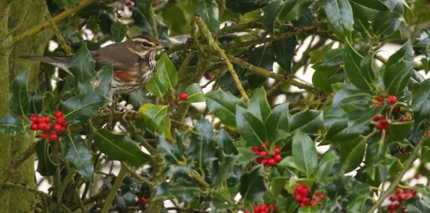 Redwing © Richard Baines