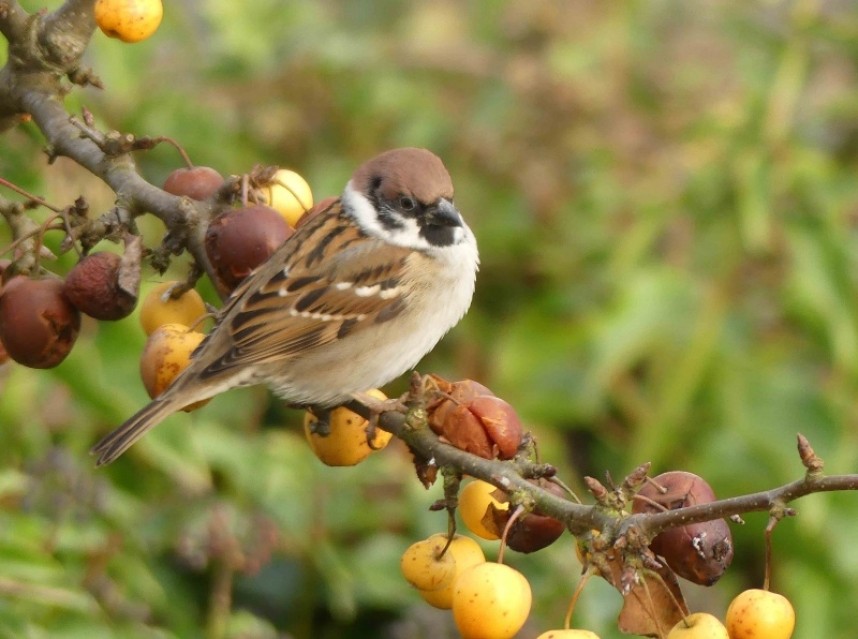 Tree Sparrow © Margaret Boyd
