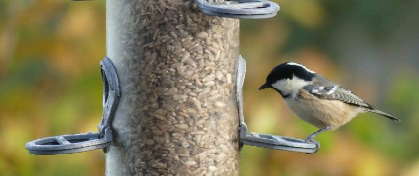 Coal Tit © Margaret Boyd