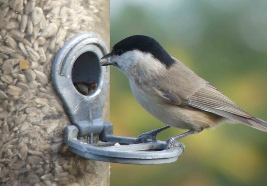 Marsh Tit © Margaret Boyd
