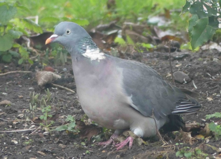 Woodpigeon © Margaret Boyd