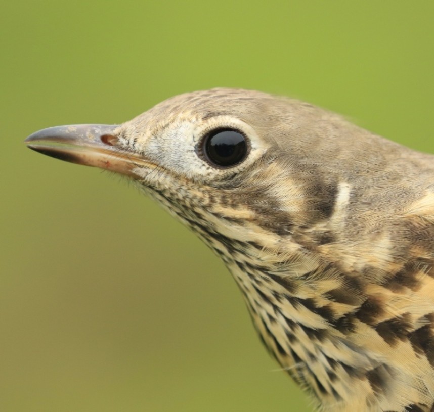 Mistle Thrush © Dan Lombard