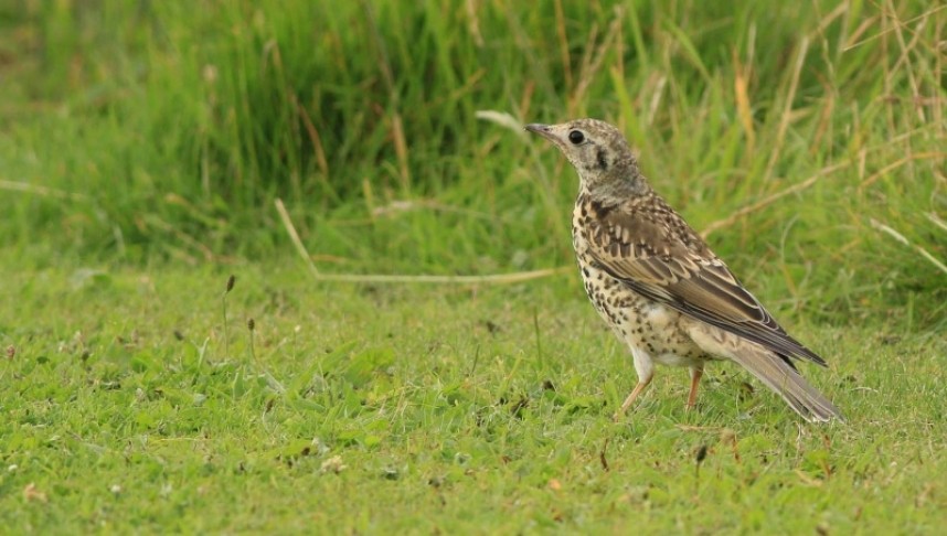 Mistle Thrush (juvenile) © Mark Pearson