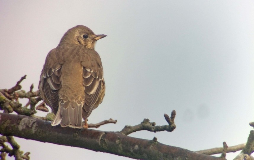 Mistle Thrush © Richard Baines