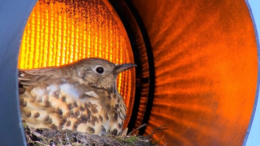 Mistle Thrush © Paul Wheatley