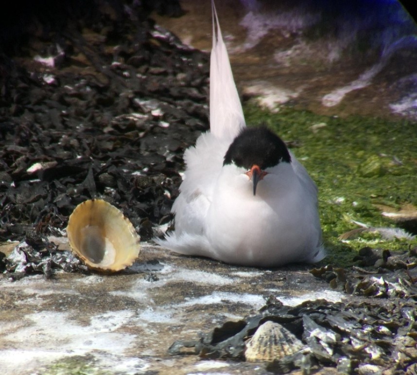 Roseate Tern Coquet Island photo by RSPB