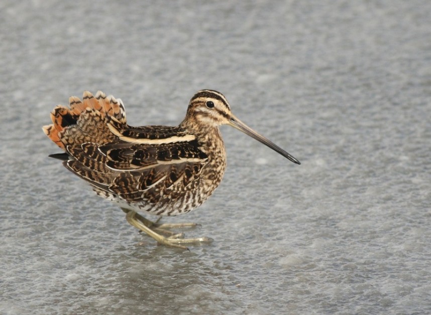 …. and one nearby in the daytime © Mark Pearson