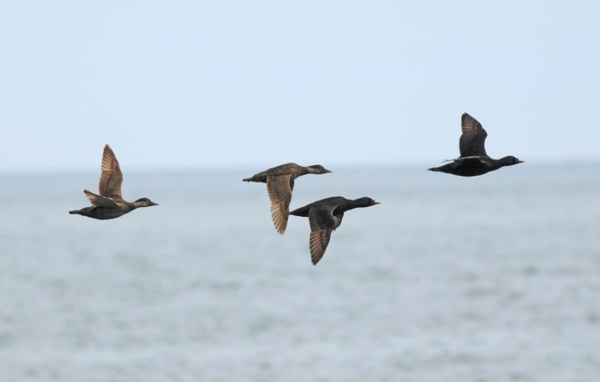 … and a flock offshore in the daytime © Mark Pearson
