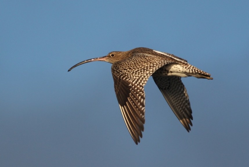 Eurasian Curlew © Mark Pearson