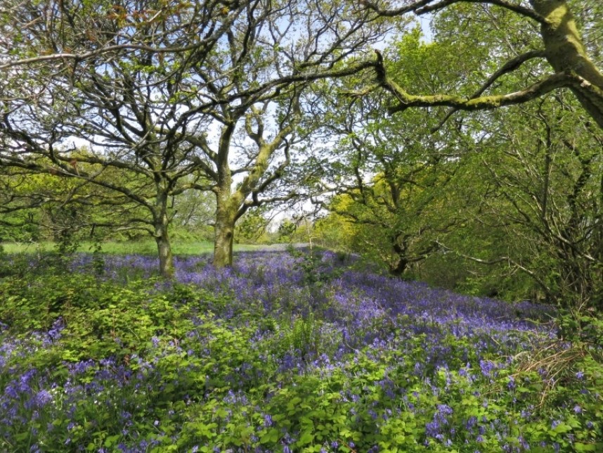 English Bluebells © Claire Bending