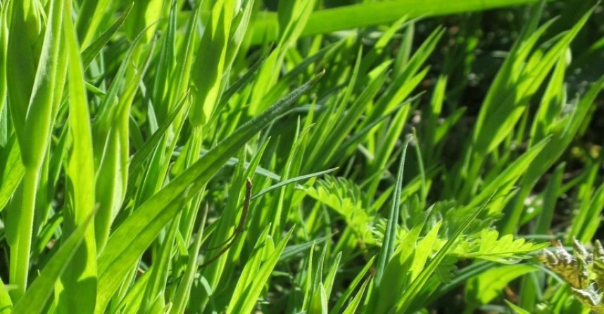 grass or broadleaved? © Claire Bending