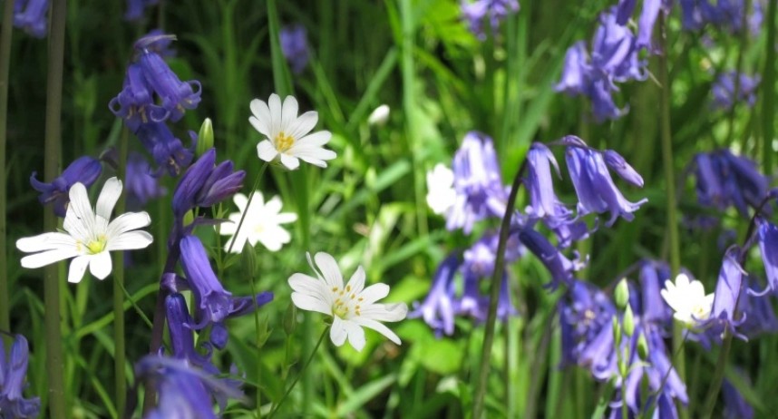 The delicate flowers of greater stitchwort with bluebell © Claire Bending