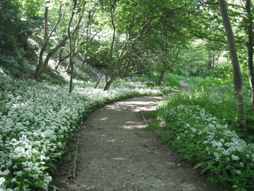 Wild garlic carpeting the woodland floor © Claire Bending