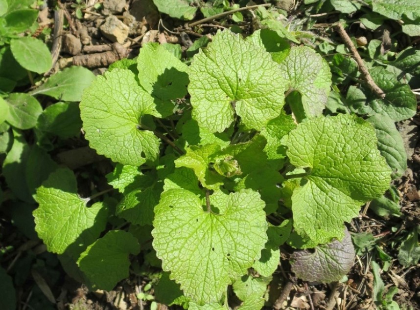 Garlic Mustard © Claire Bending