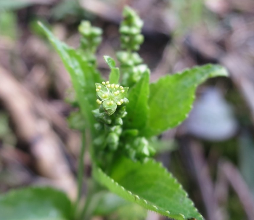 Dog's Mercury in flower © Claire Bending