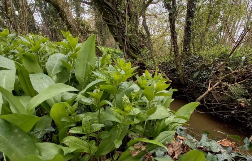Dog's Mercury and Wild Garlic © Claire Bending