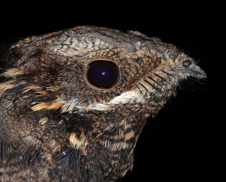  European Nightjar © Dan Lombard