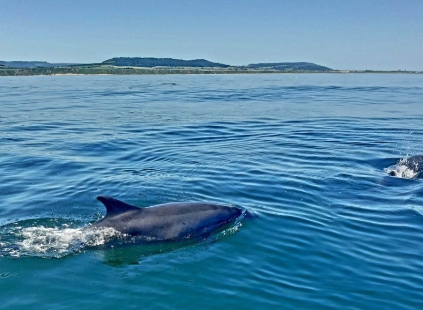 Bottle-nosed Dolphin 17 July © Clair Marshall