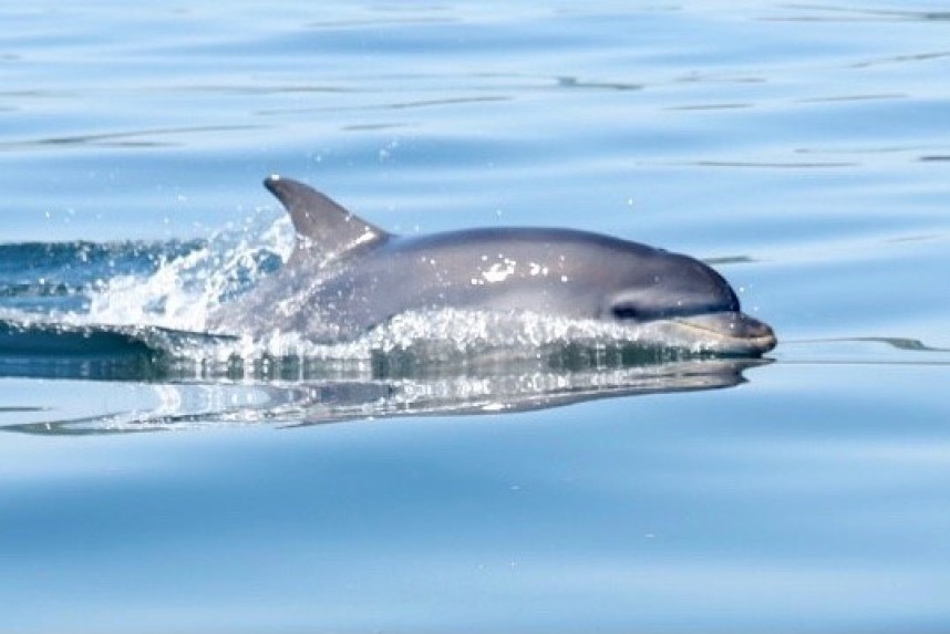 Bottle-nosed Dolphin 17 July © Nick Armitage