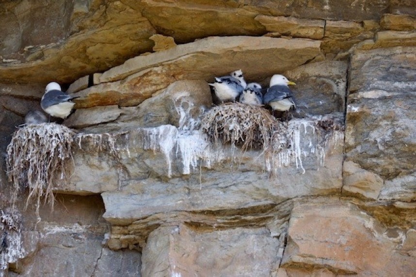 Black-legged Kittiwakes nesting at Staithes 17 July © Nick Armitage
