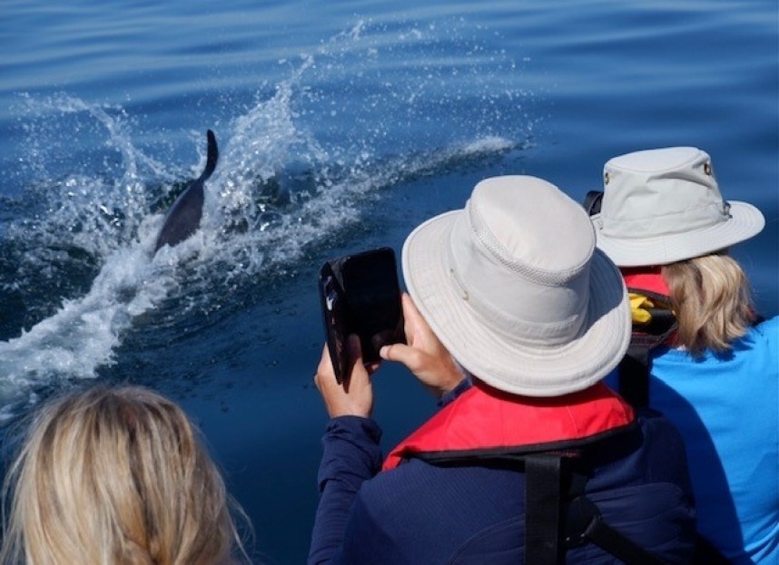 Bottle-nosed Dolphin 17 July © Nick Armitage