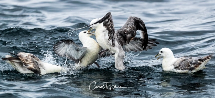  Northern Fulmars YCN Seabird & Whale Trip © Carol Toohie