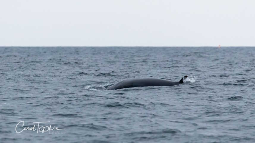  Minke Whale YCN Seabird & Whale Trip © Carol Toohie