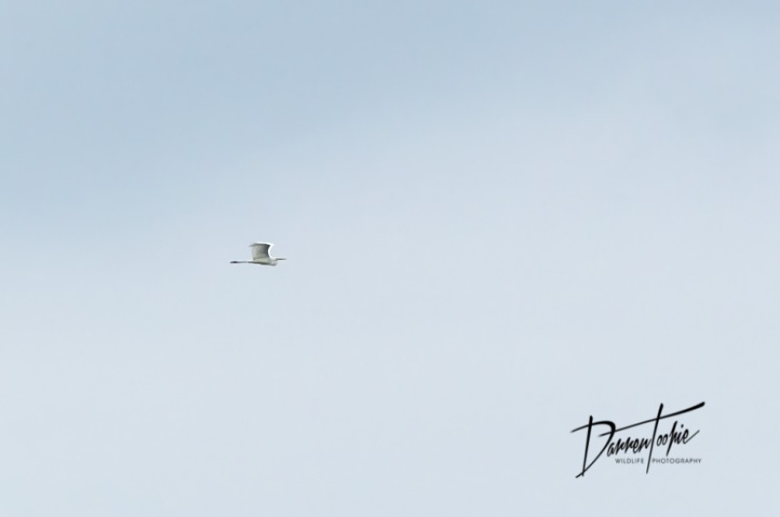  Great White Egret 4th Sept YCN Seabird & Whale Trip © Darren Toohie