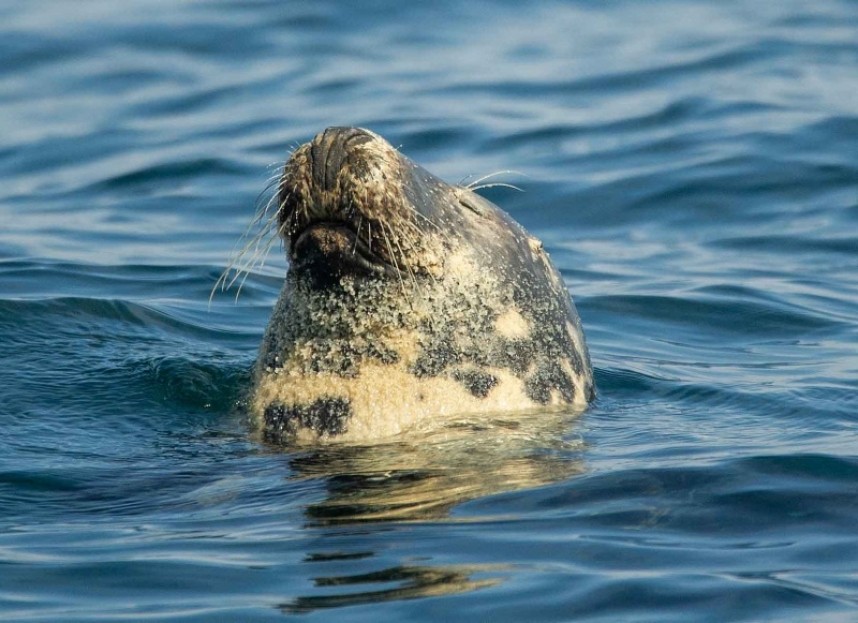 Atlantic Grey Seal © Sarah Burton