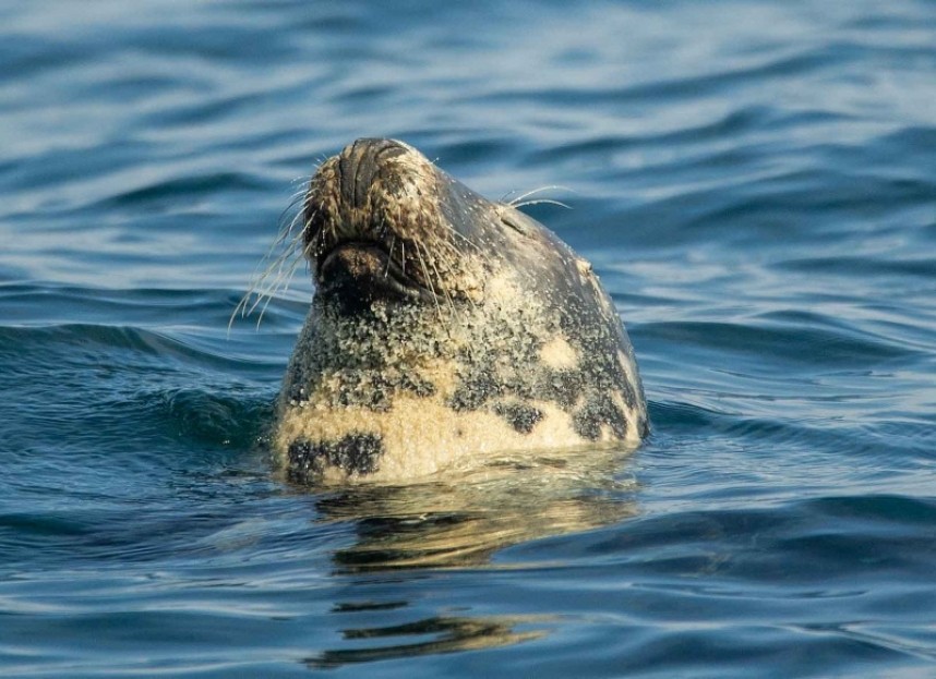  Atlantic Grey Seal © Sarah Burton